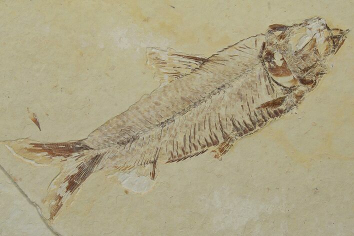 Fossil Fish (Knightia) - Green River Formation #237233